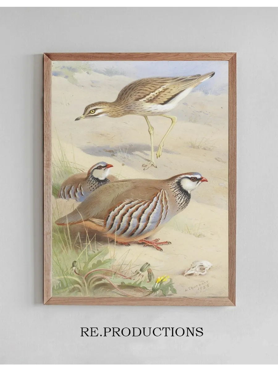 A Stone Curlew And A Pair Of French Partridge