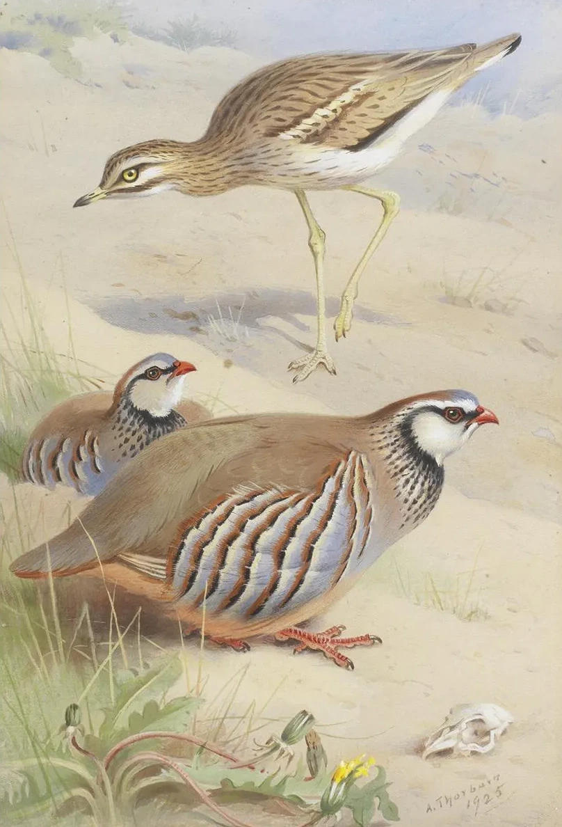 A Stone Curlew And A Pair Of French Partridge