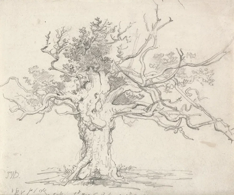 A Stunted Oak