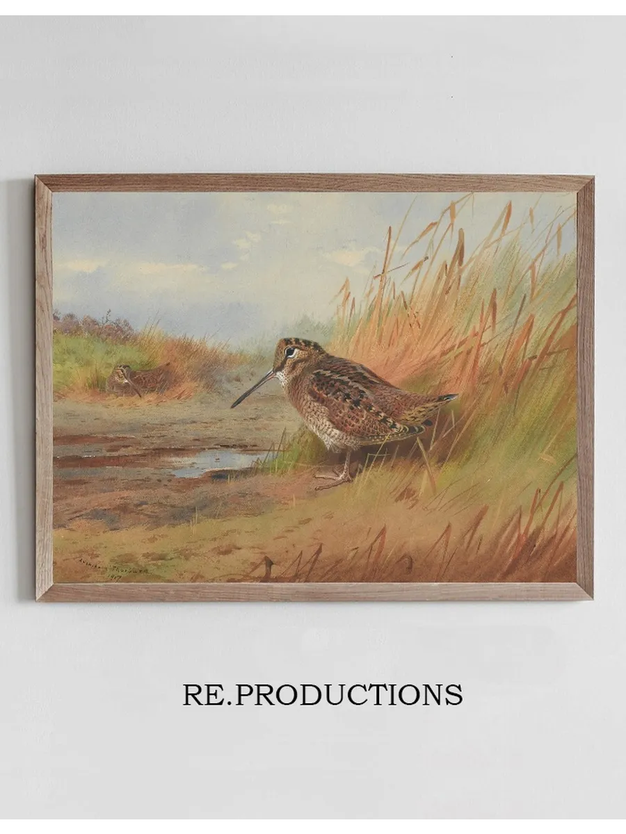A Woodcock