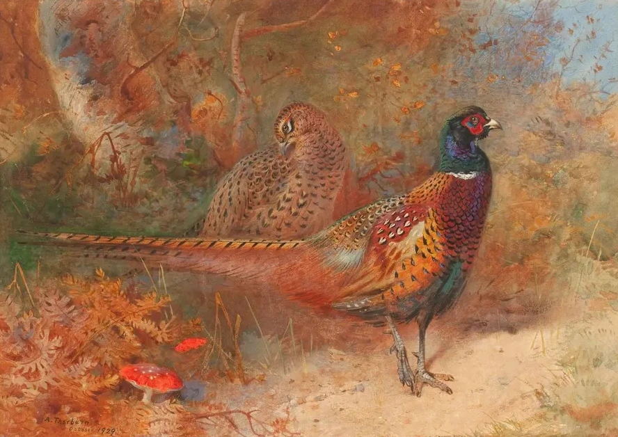 A Cock and Hen Pheasant