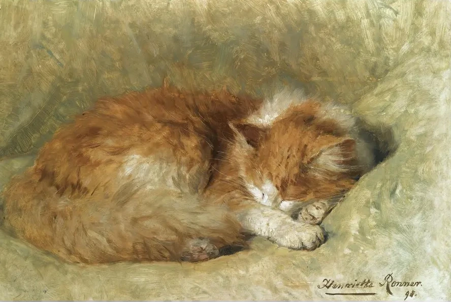 A Sleeping Cat