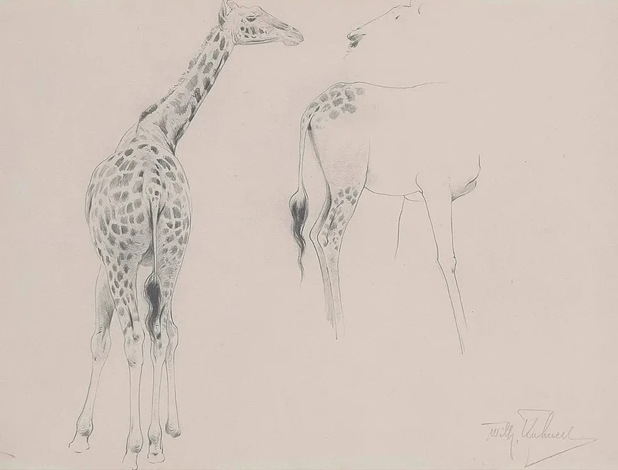 A Study of Two Giraffes