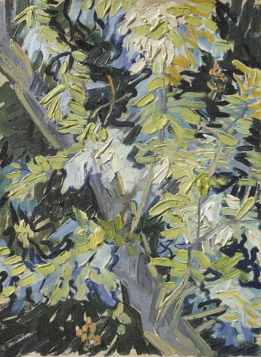 Acacia in Flowers
