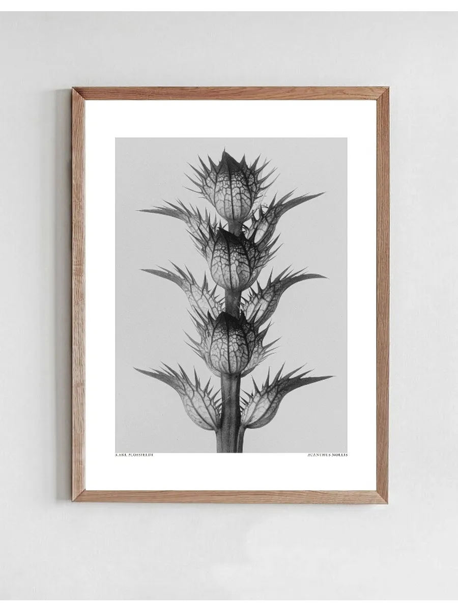 Acanthus Mollis