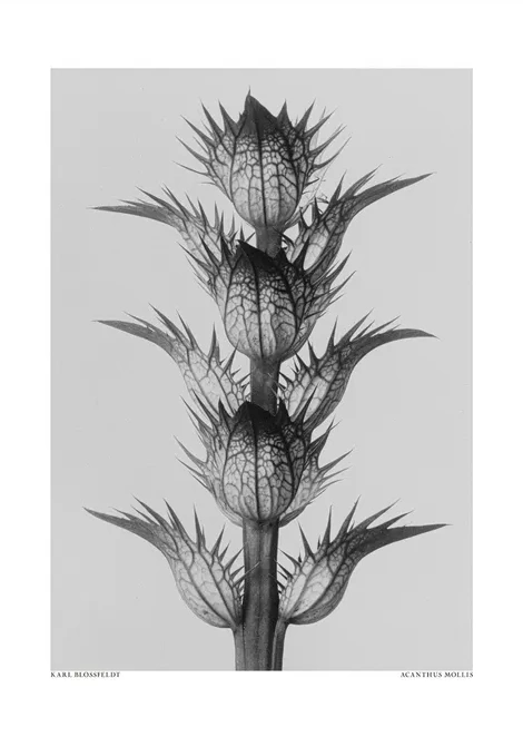 Acanthus Mollis