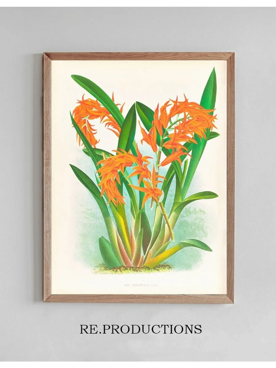 Ada Aurantiaca