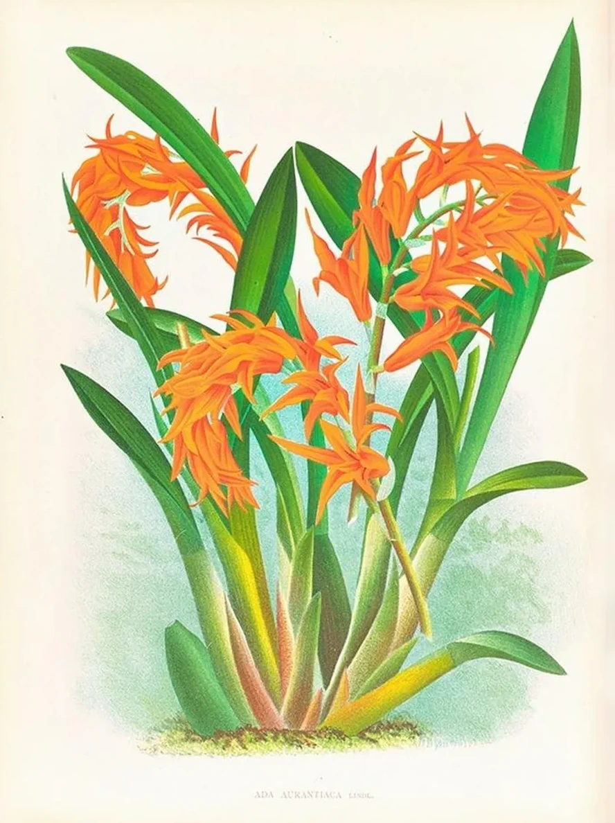 Ada Aurantiaca
