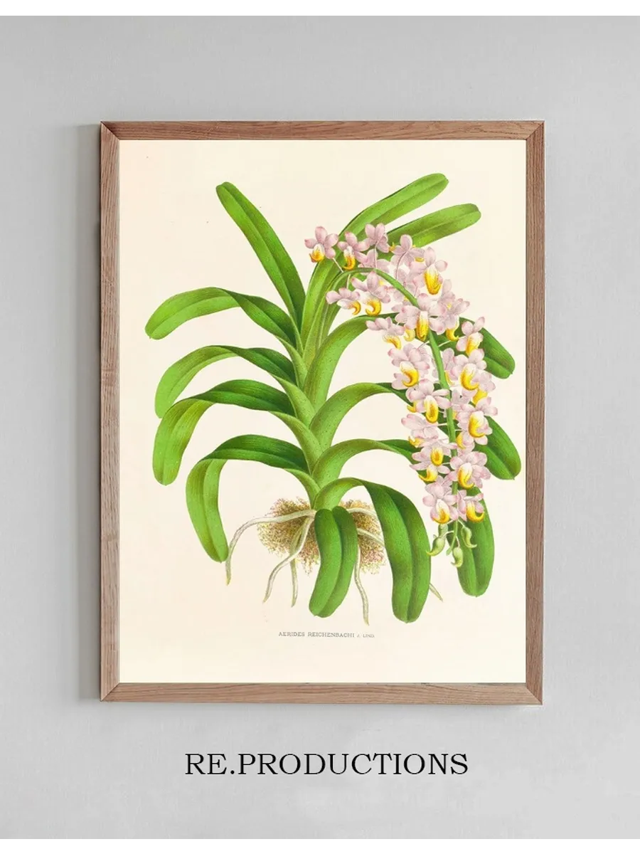 Aerides Reichenbach