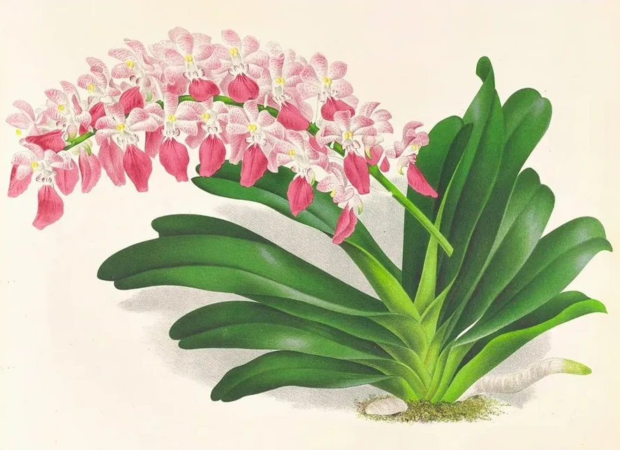 Aerides Maculosum