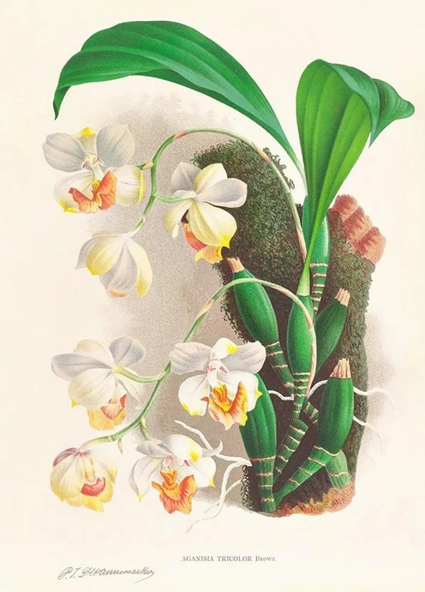 Aganisia Tricolor