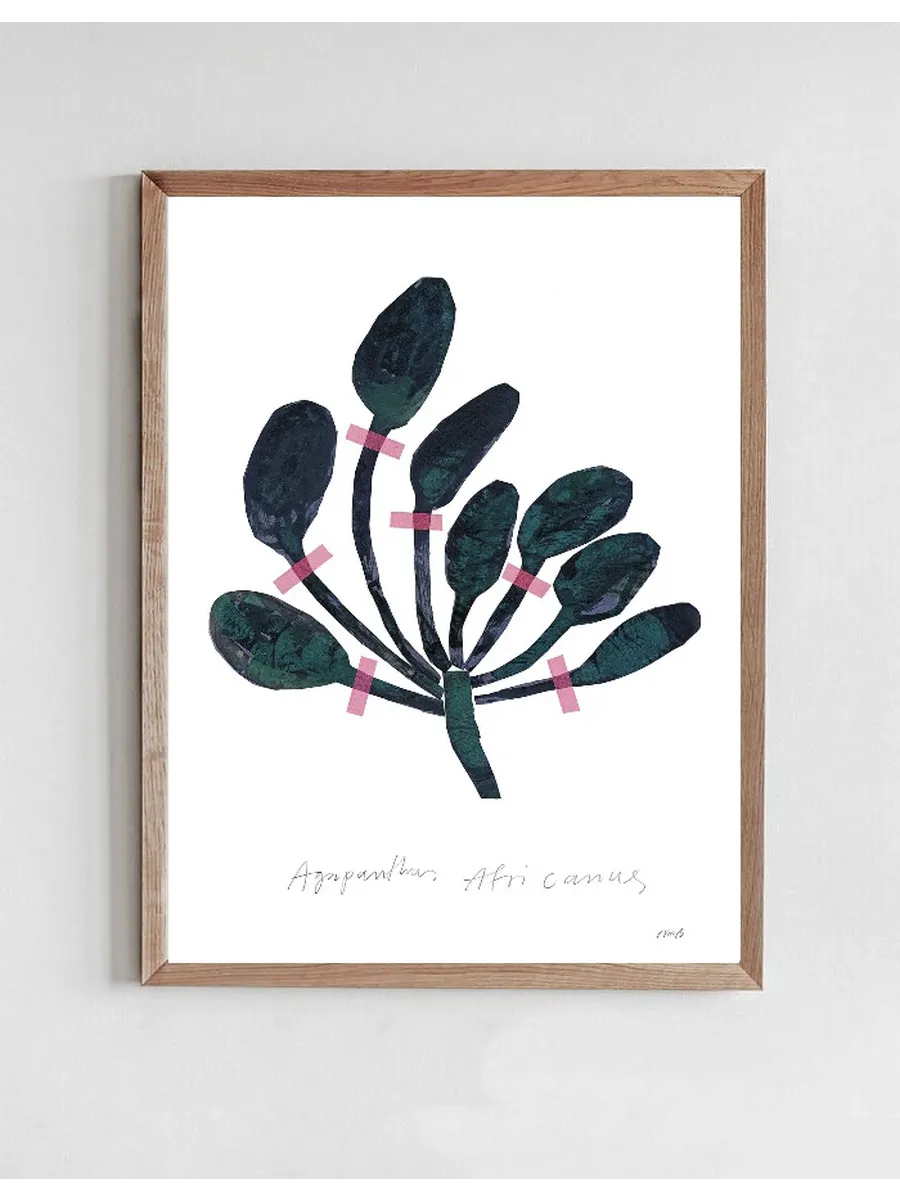 Agapanthus