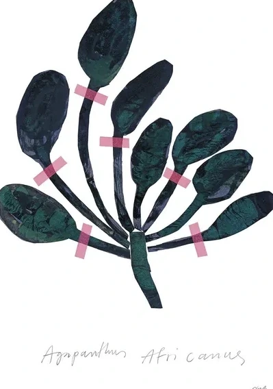 Agapanthus