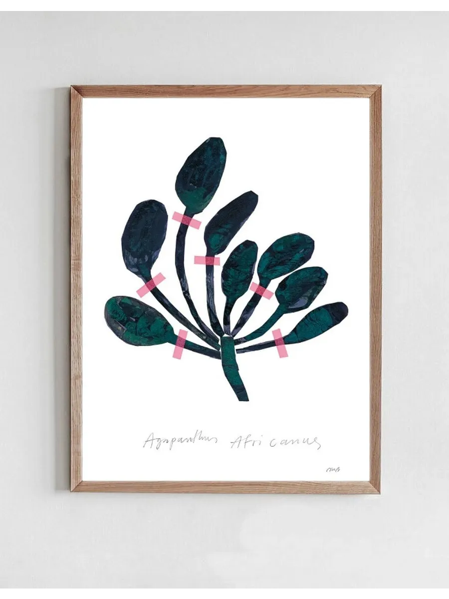 Agapanthus