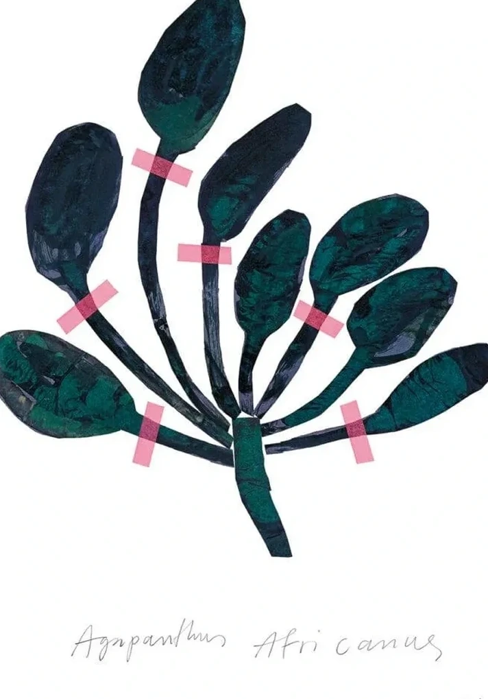 Agapanthus