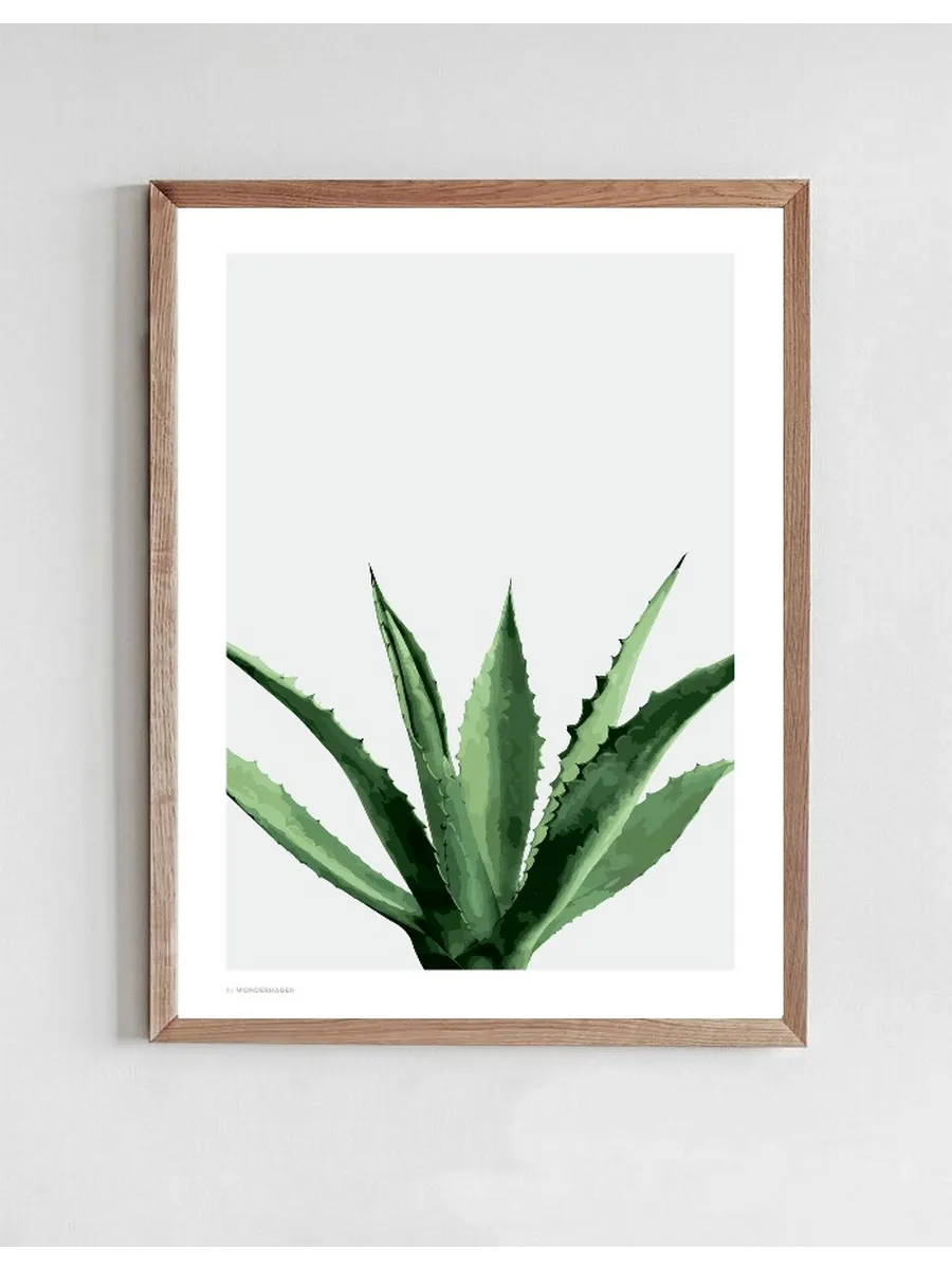 Agave