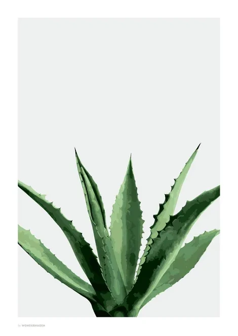 Agave