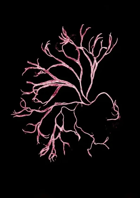 Algae Pink