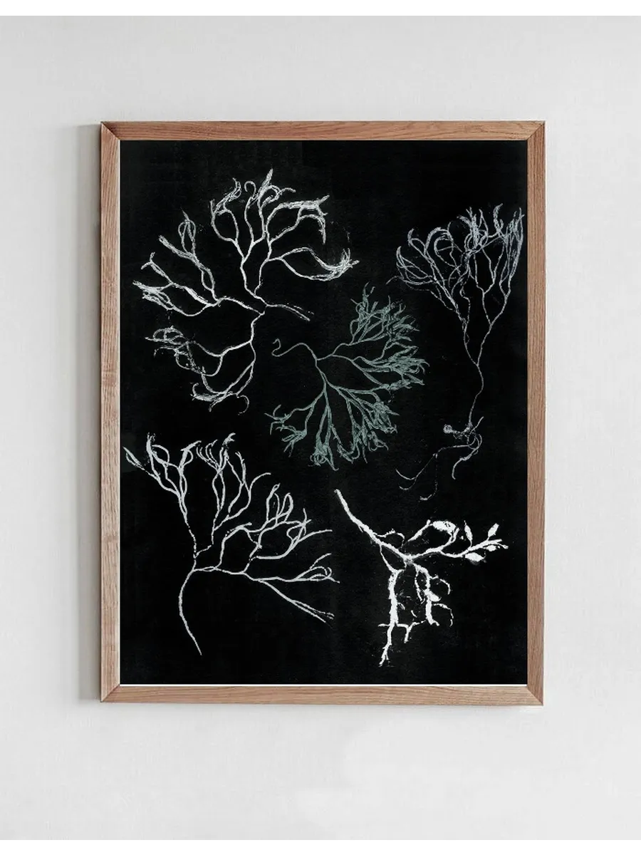 Algae Seagreen