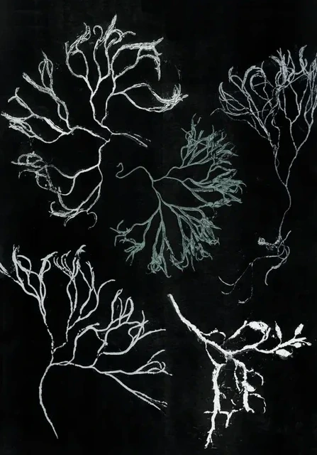 Algae Seagreen