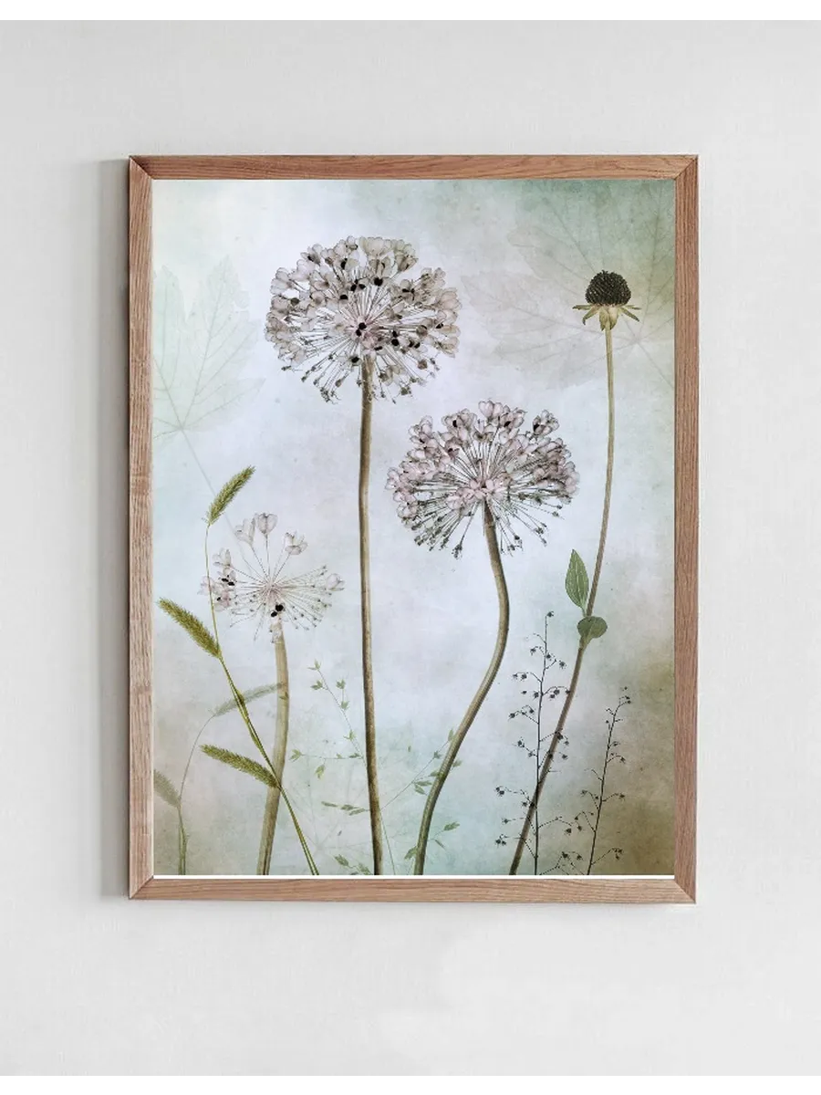 Allium