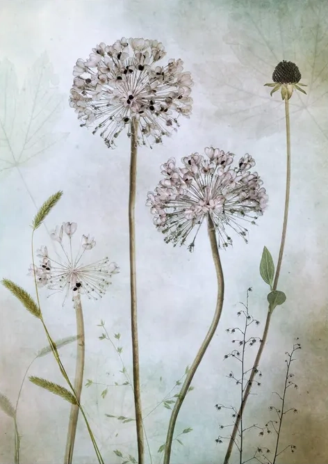 Allium