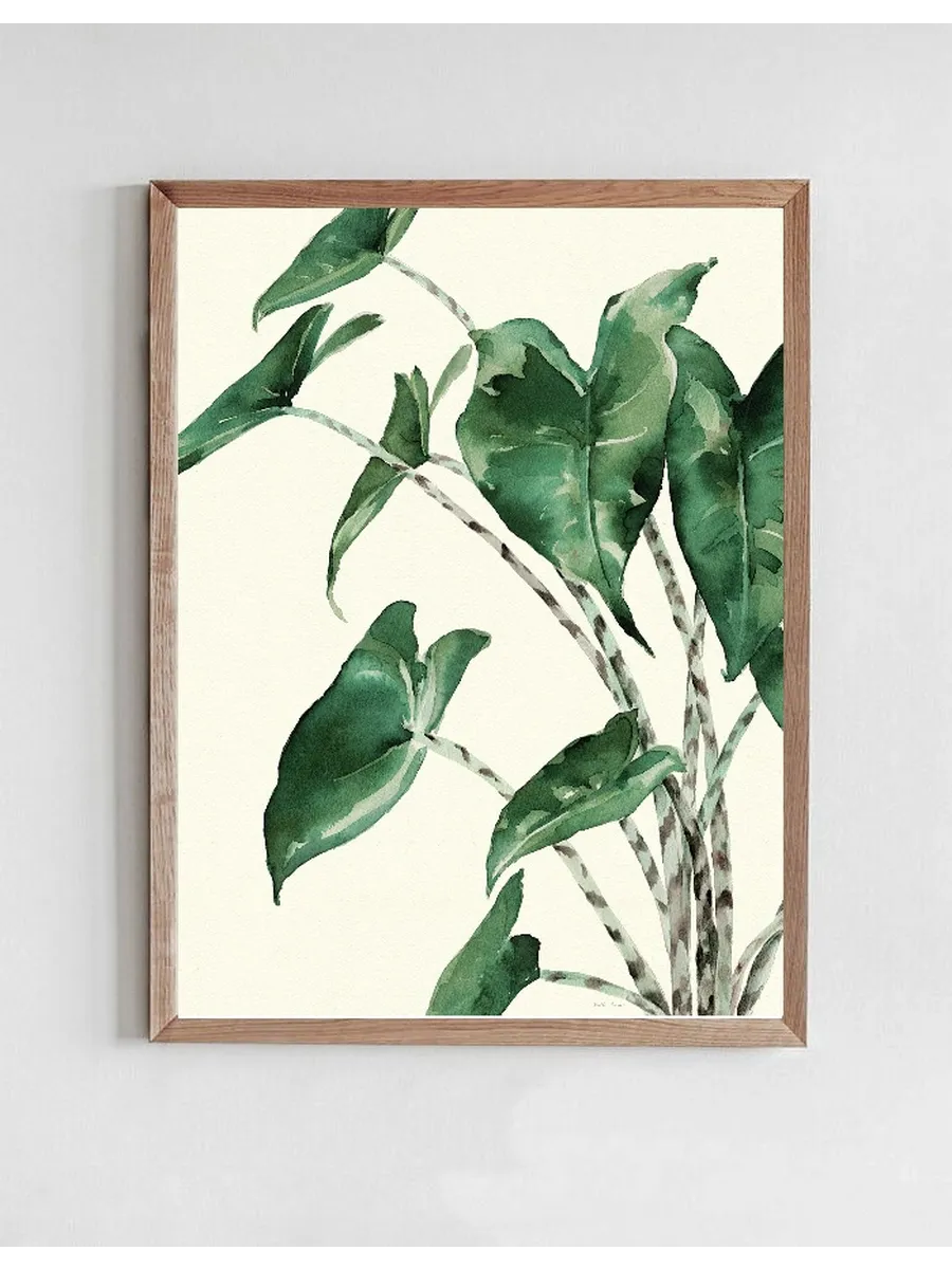 Alocasia
