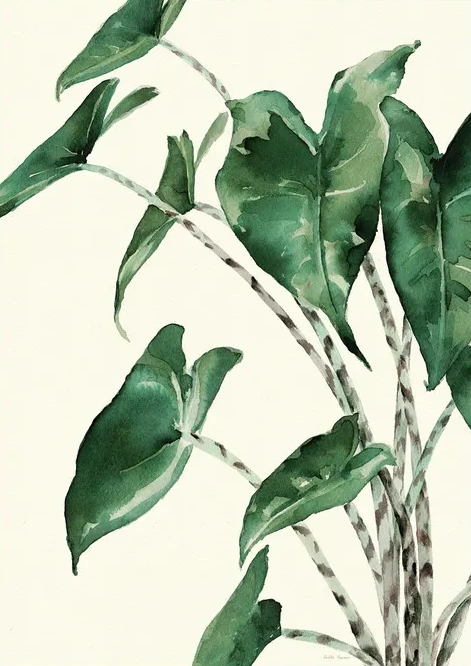 Alocasia