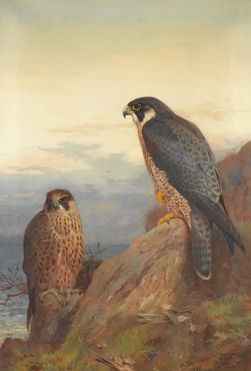 An Adult And Immature Peregrine