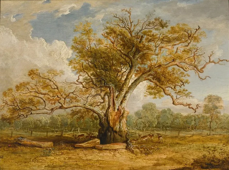 An Oak Tree in Richmond Park with a Herd of Fallow Deer Beside It
