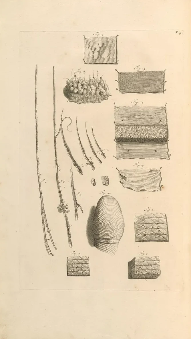 Anatomia Humani Corporis Pl.005
