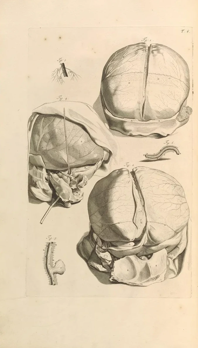 Anatomia Humani Corporis Pl.007