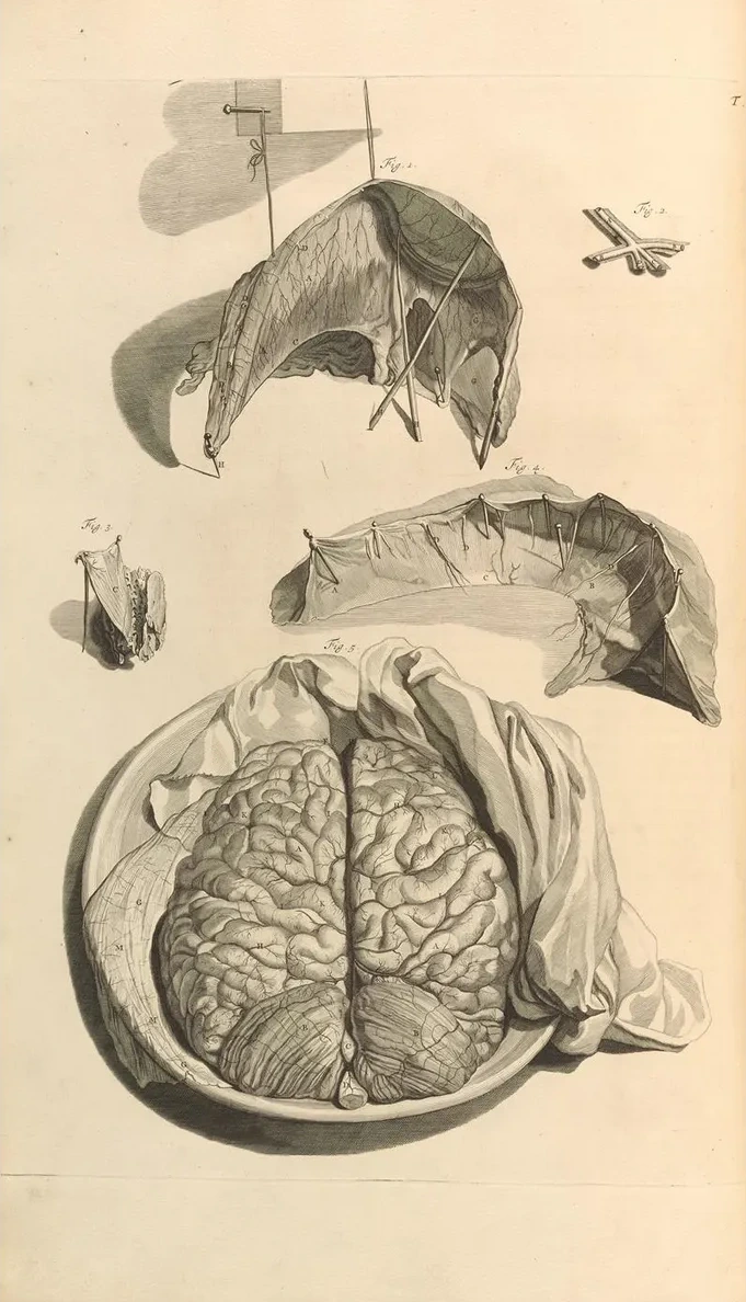 Anatomia Humani Corporis Pl.009
