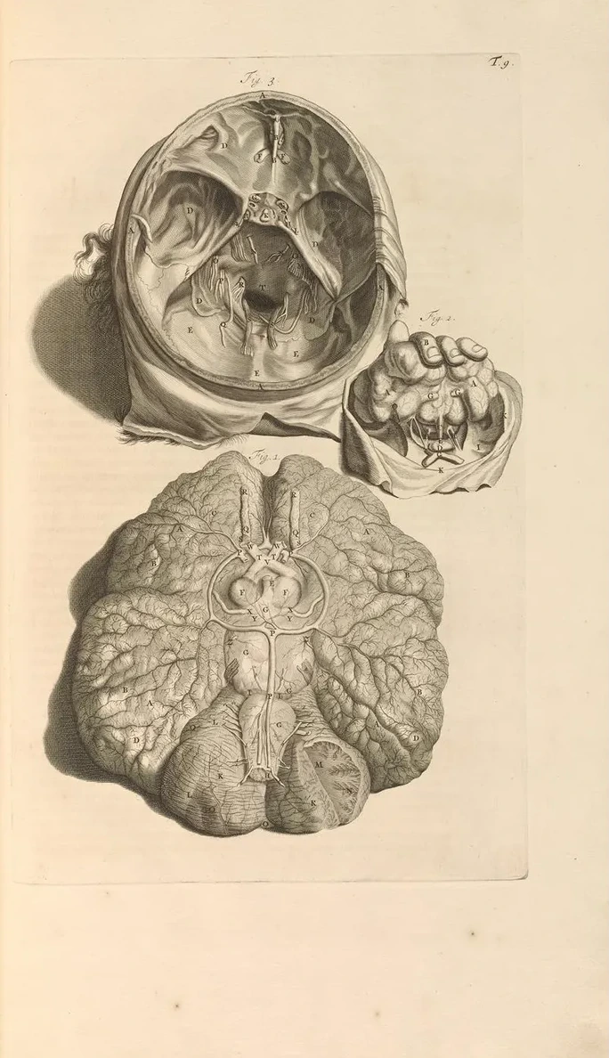 Anatomia Humani Corporis Pl.010