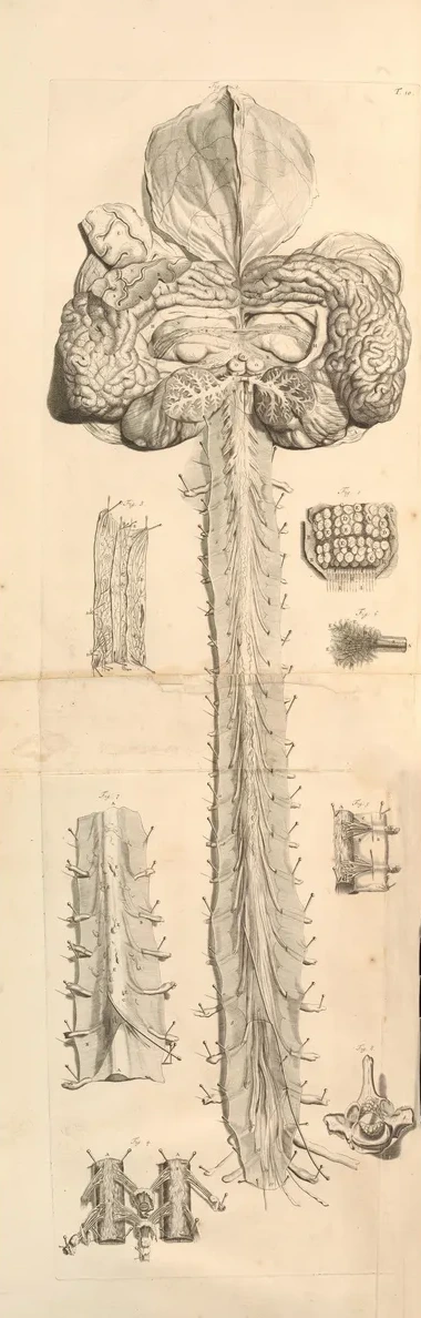 Anatomia Humani Corporis Pl.011