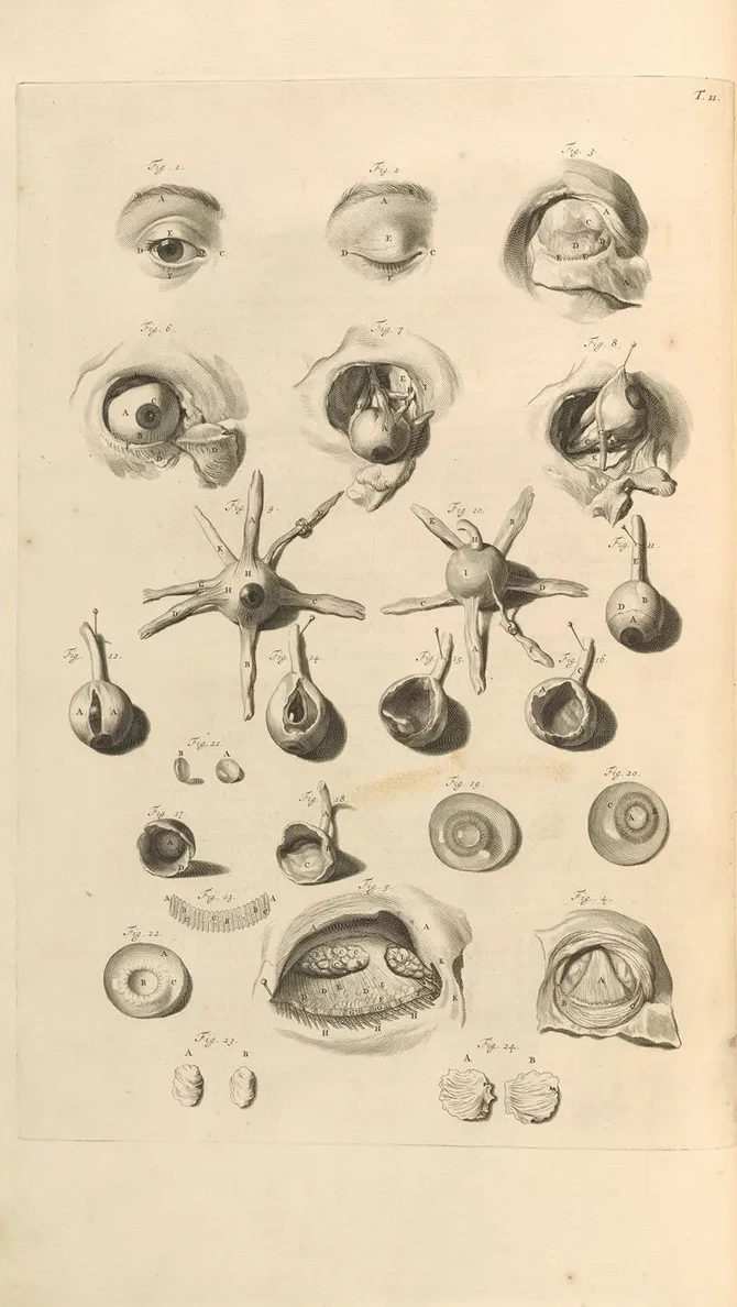 Anatomia Humani Corporis Pl.012