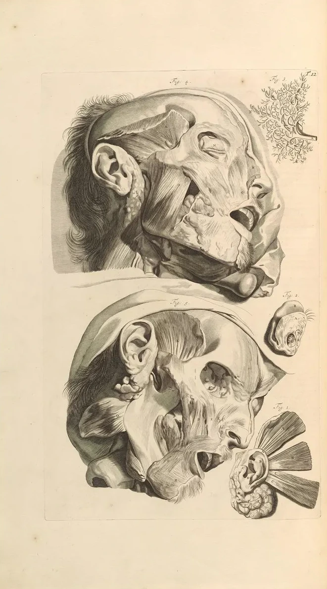 Anatomia Humani Corporis Pl.013