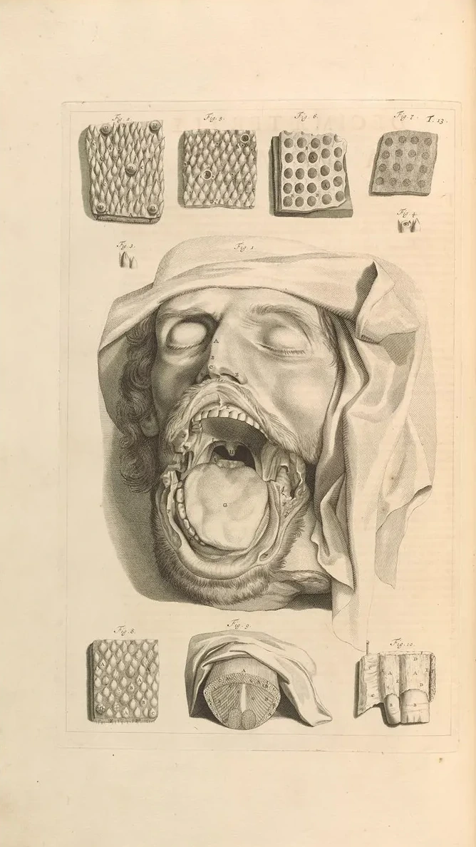 Anatomia Humani Corporis Pl.014