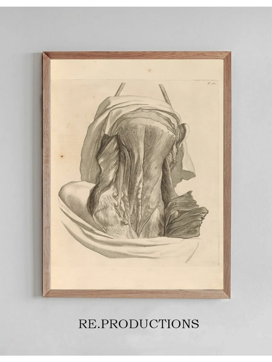 Anatomia Humani Corporis Pl.017