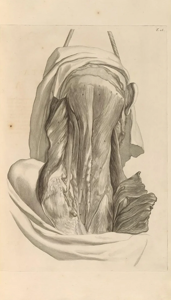 Anatomia Humani Corporis Pl.017