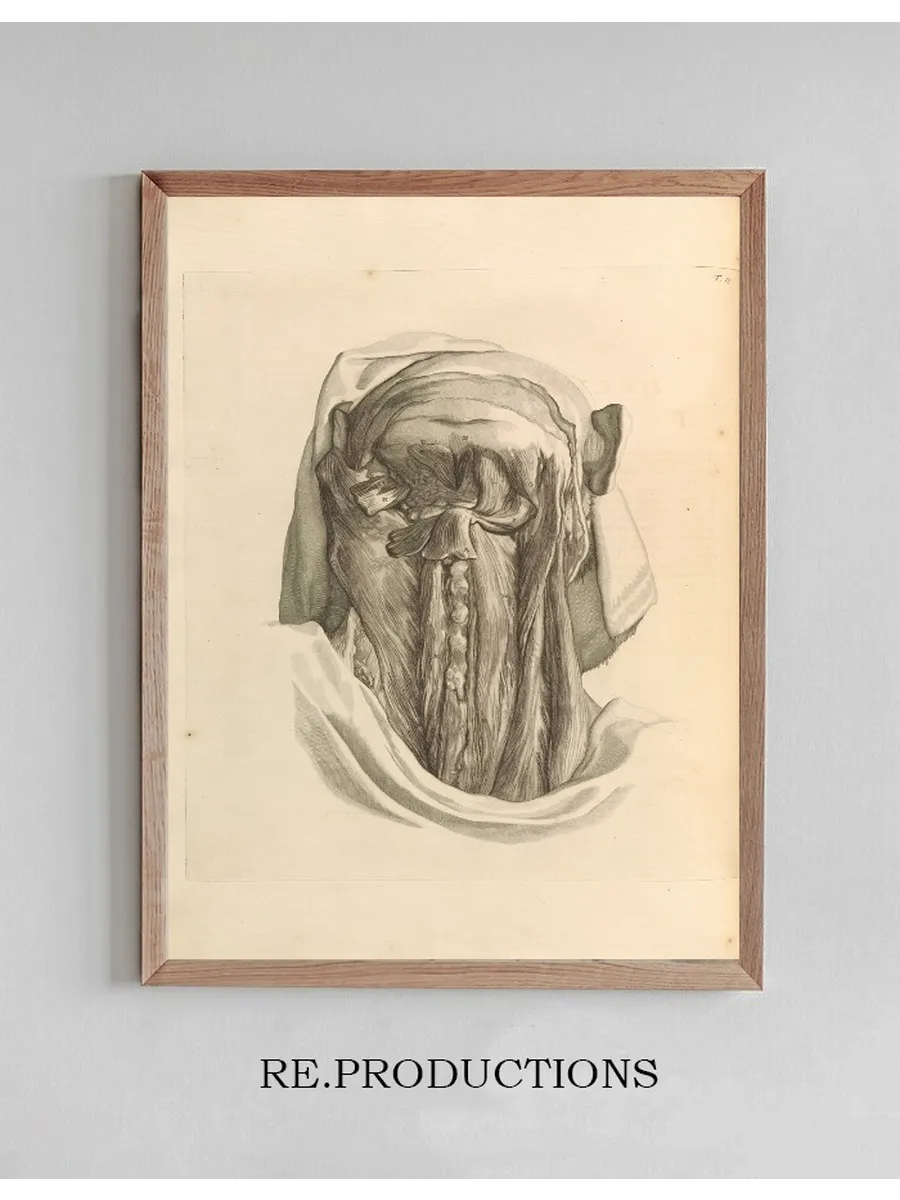 Anatomia Humani Corporis Pl.018
