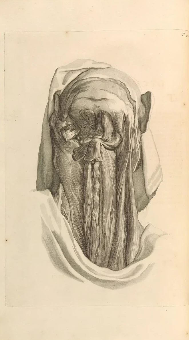 Anatomia Humani Corporis Pl.018