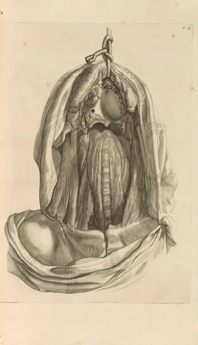 Anatomia Humani Corporis Pl.019