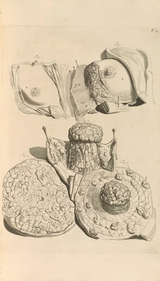 Anatomia Humani Corporis Pl.020