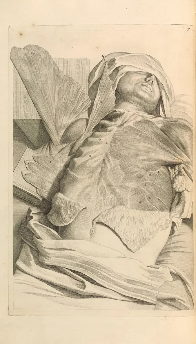 Anatomia Humani Corporis Pl.021