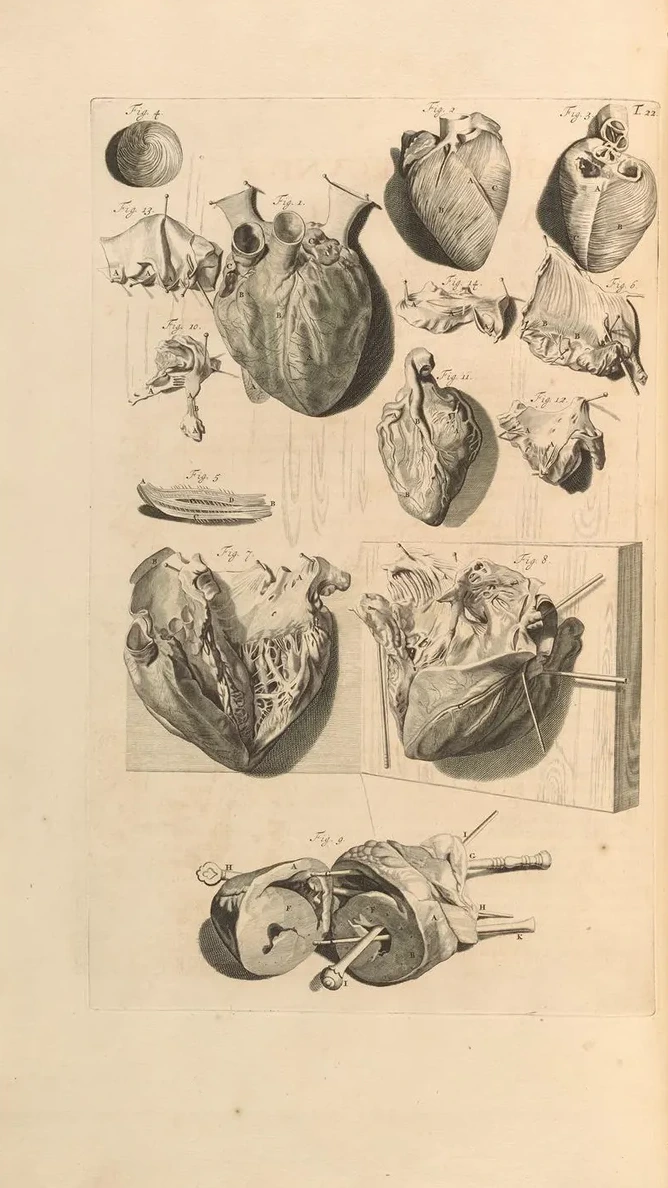 Anatomia Humani Corporis Pl.023