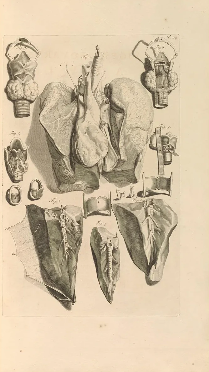 Anatomia Humani Corporis Pl.025
