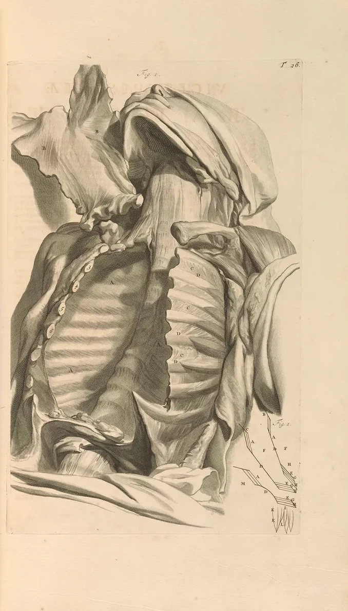 Anatomia Humani Corporis Pl.027