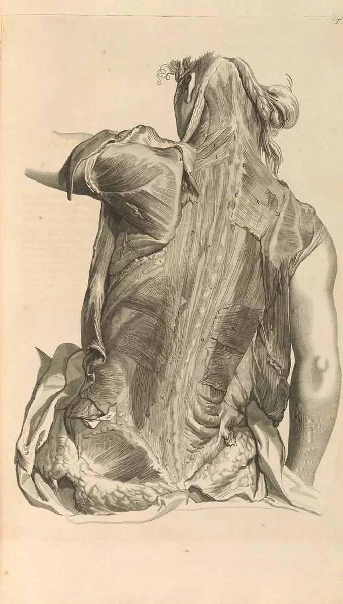 Anatomia Humani Corporis Pl.029