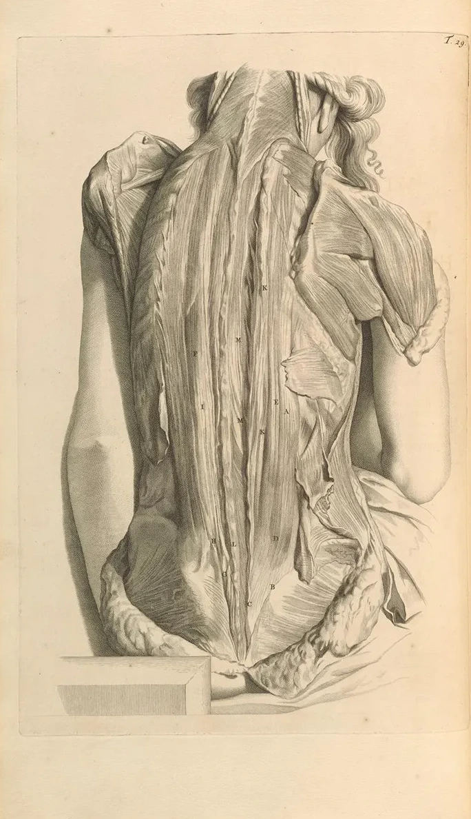 Anatomia Humani Corporis Pl.030